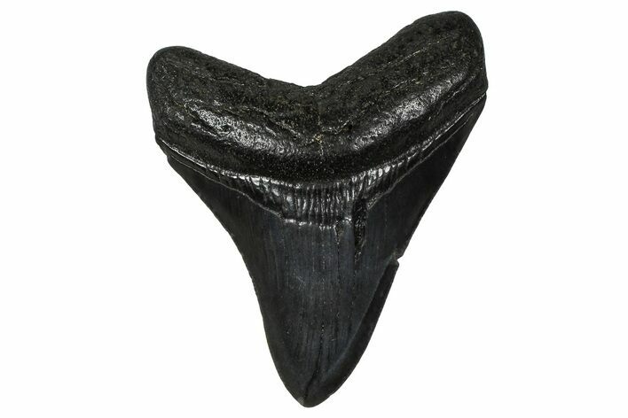Serrated, Fossil Megalodon Tooth - South Carolina #374808